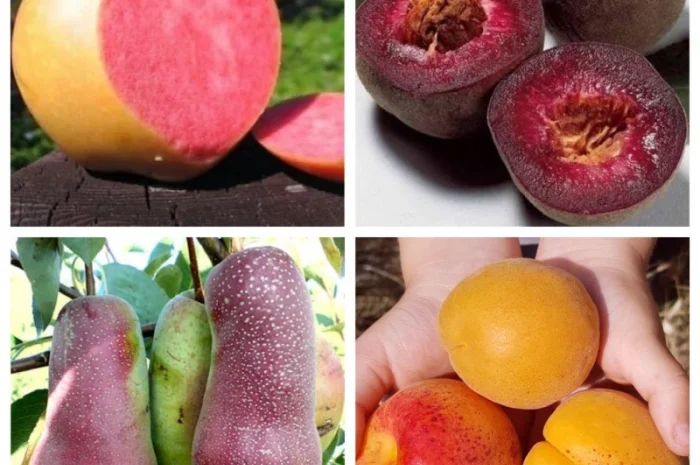 Саженцы старых и новых сортов в питомнике "САД РАСТЕНИЙ". Огромный ассортимент качества- фото № 1