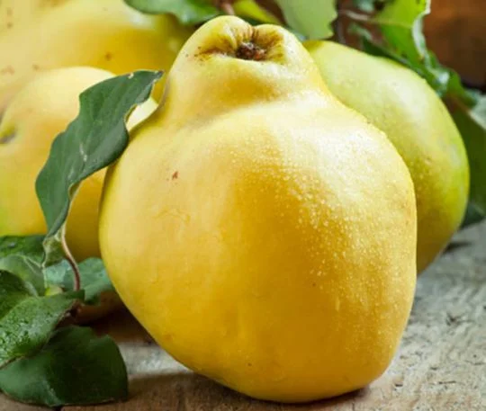 Саженцы старых и новых сортов в питомнике "САД РАСТЕНИЙ". Огромный ассортимент качества- фото № 7