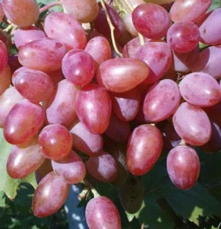 Продажа плодовых деревьев и кустарников элитных сортов в питомнике "Сад растений"- фото № 4