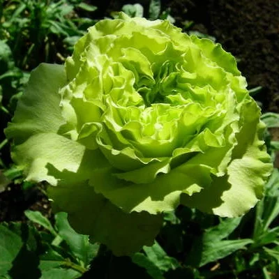 Продажа плодовых деревьев и кустарников элитных сортов в питомнике "Сад растений"- фото № 5