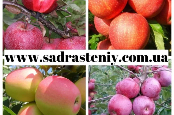 Продажа плодовых деревьев и кустарников элитных сортов в питомнике "Сад растений"- фото № 2