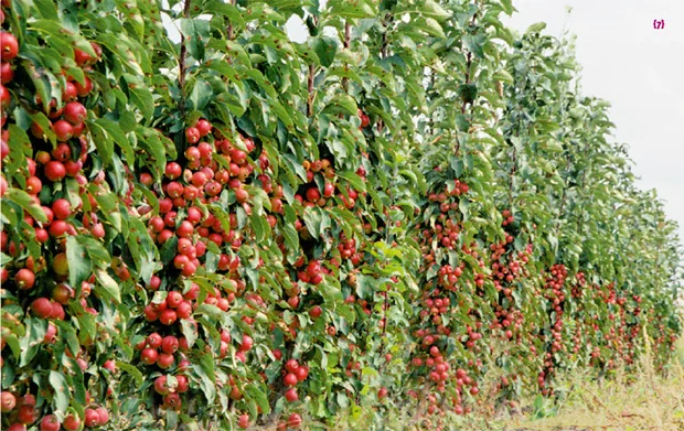 Саженцы абрикоса, персика, груши, сливы, алычи, малины, голубики, клубники и многое другое- фото № 8