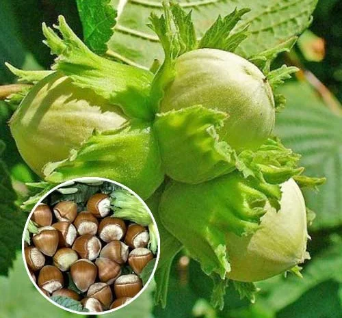 Саженцы абрикоса, персика, груши, сливы, алычи, малины, голубики, клубники и многое другое- фото № 3