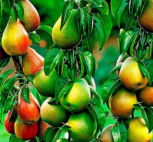 Саженцы абрикоса, персика, груши, сливы, алычи, малины, голубики, клубники и многое другое- фото № 6