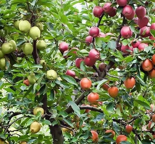 Саженцы абрикоса, персика, груши, сливы, алычи, малины, голубики, клубники и многое другое- фото № 4