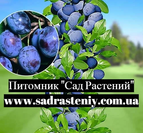 Саженцы новых сортов на низкорослых подвоях оптом и в розницу- фото № 1