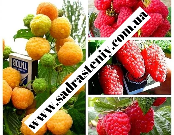 Саженцы новых сортов на низкорослых подвоях оптом и в розницу- фото № 6