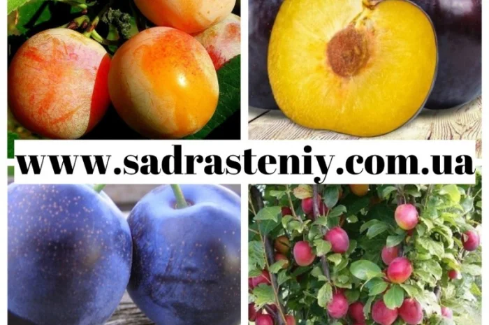 Саженцы новых сортов на низкорослых подвоях оптом и в розницу- фото № 9