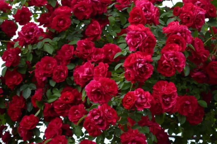 Питомник реализует саженцы на ОСЕНЬ 2024 оптом и в розницу на сайте "Сад растений"- фото № 4