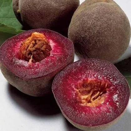 Питомник реализует саженцы на ОСЕНЬ 2024 оптом и в розницу на сайте "Сад растений"- фото № 8