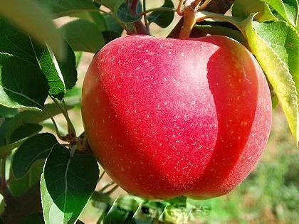 Питомник реализует саженцы на ОСЕНЬ 2024 оптом и в розницу на сайте "Сад растений"- фото № 9