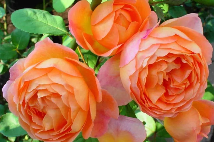 Питомник реализует саженцы на ОСЕНЬ 2024 оптом и в розницу на сайте "Сад растений"- фото № 10