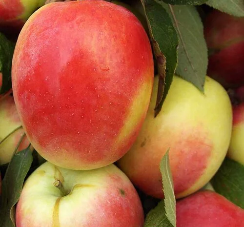 Питомник реализует саженцы на ОСЕНЬ 2024 оптом и в розницу на сайте "Сад растений"- фото № 11