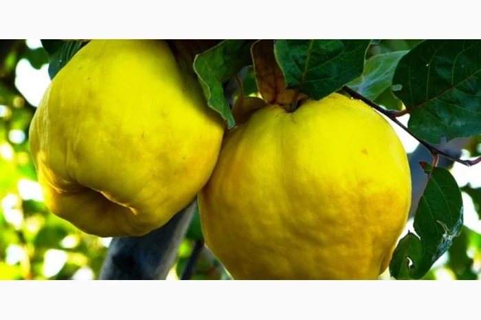 Питомник реализует саженцы на ОСЕНЬ 2024 оптом и в розницу на сайте "Сад растений"- фото № 12