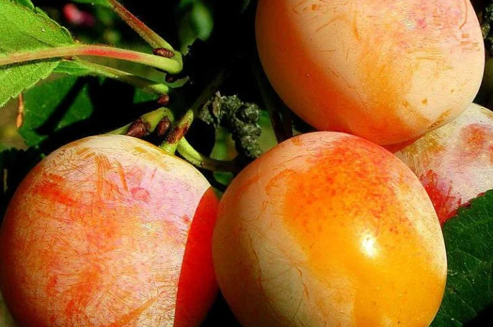 Питомник реализует саженцы на ОСЕНЬ 2024 оптом и в розницу на сайте "Сад растений"- фото № 16