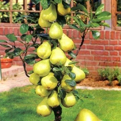 Питомник реализует саженцы на ОСЕНЬ 2024 оптом и в розницу на сайте "Сад растений"- фото № 5