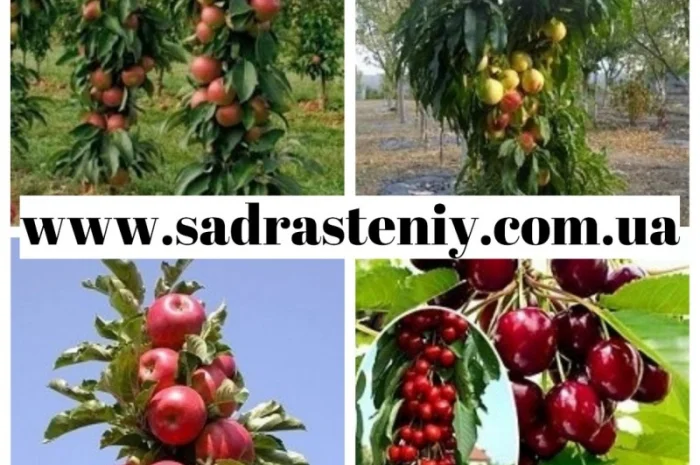 Саженцы крупноплодных сортов персика, абрикоса, черешни и многое другое- фото № 3