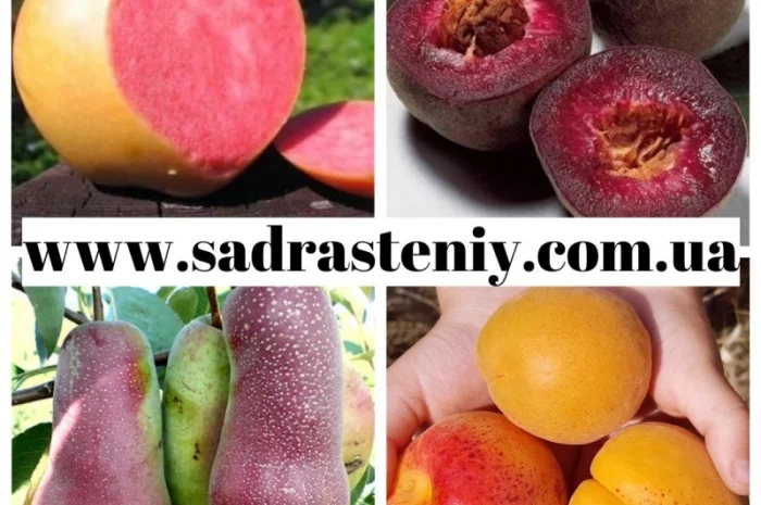 Саженцы крупных сортов персика на продажу- фото № 9