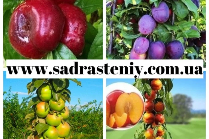 Саженцы крупноплодных сортов персика, абрикоса, черешни и многое другое- фото № 2