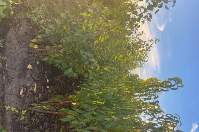 Продам саджанці персика та абрикосу- фото № 1