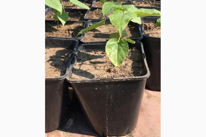 Катальпа Великолепная с ЗКС- фото № 1