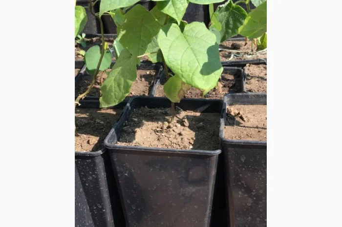 Катальпа Великолепная с ЗКС- фото № 2