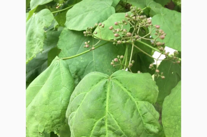 Катальпа Великолепная с ЗКС- фото № 3