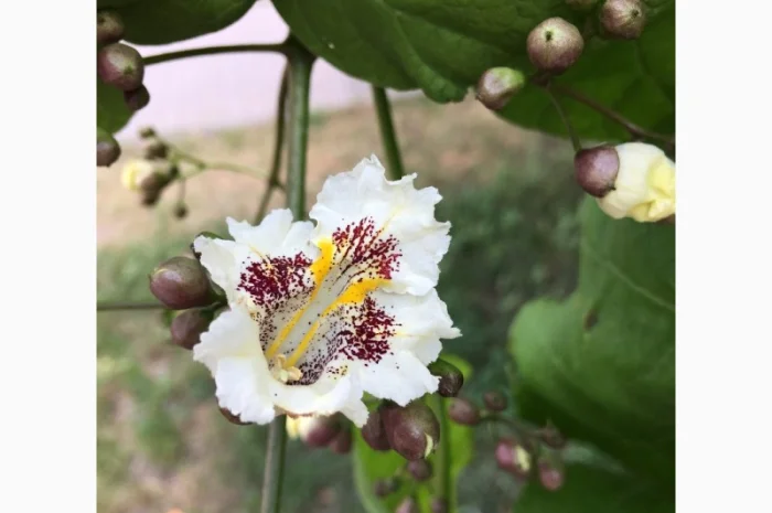 Катальпа Великолепная с ЗКС- фото № 4