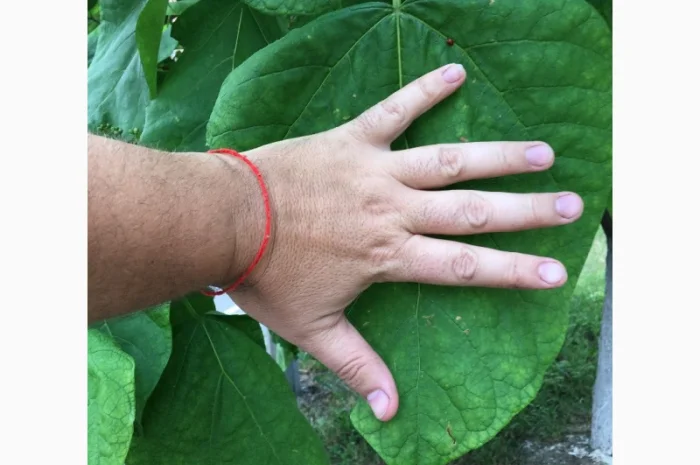 Катальпа Великолепная с ЗКС- фото № 5