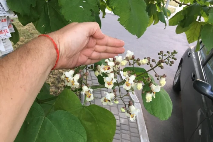 Катальпа Великолепная с ЗКС- фото № 6