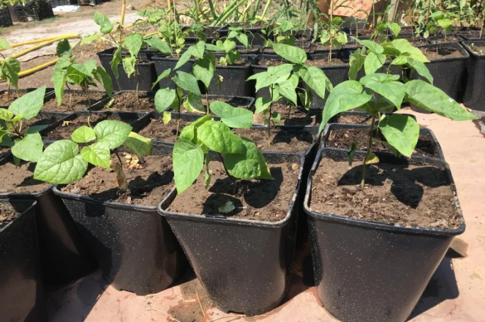 Катальпа Великолепная с ЗКС- фото № 7