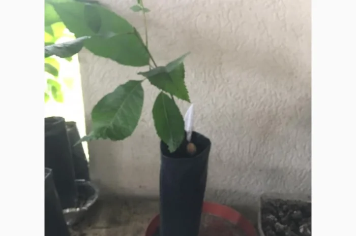 Орех Пекан- фото № 1