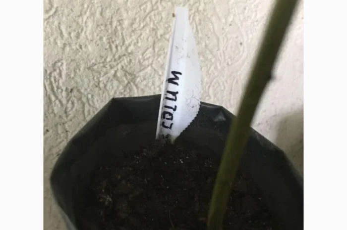 Орех Пекан- фото № 10