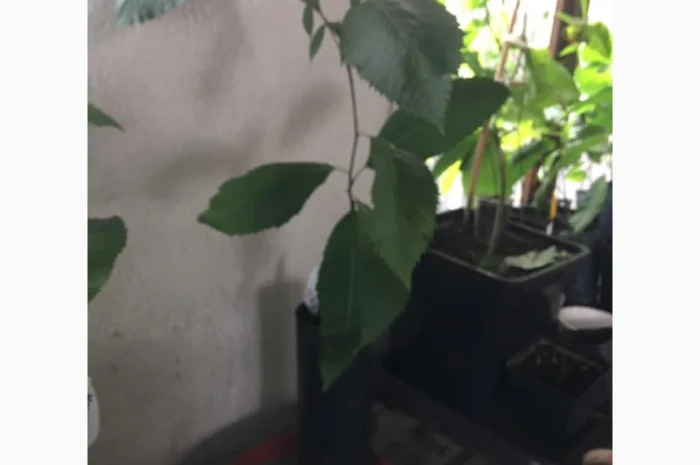 Орех Пекан- фото № 11