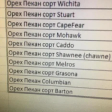 Орех Пекан- фото № 12