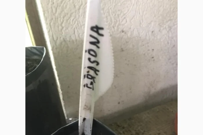 Орех Пекан- фото № 2