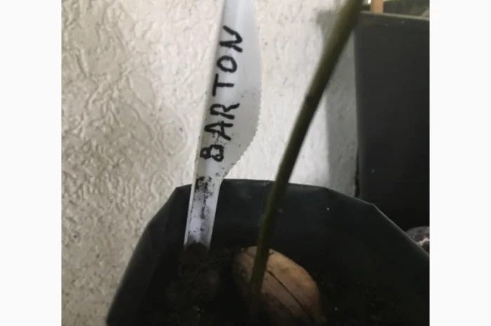 Орех Пекан- фото № 3