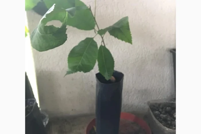 Орех Пекан- фото № 4