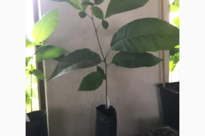 Орех Пекан- фото № 5