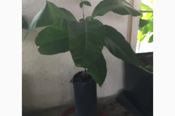 Орех Пекан- фото № 6