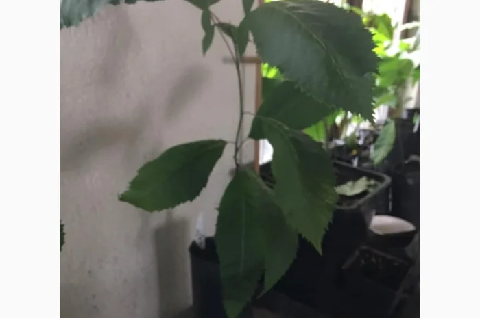 Орех Пекан- фото № 7