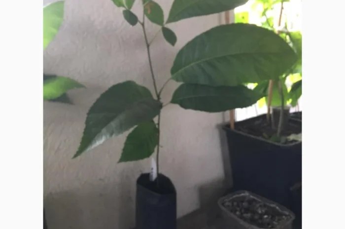 Орех Пекан- фото № 8