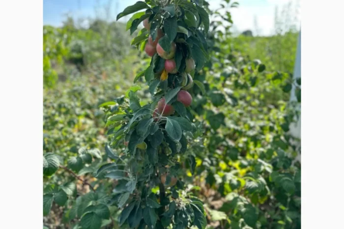 Продам саджанці плодових дерев та кущів, а також декоративних рослин- фото № 2