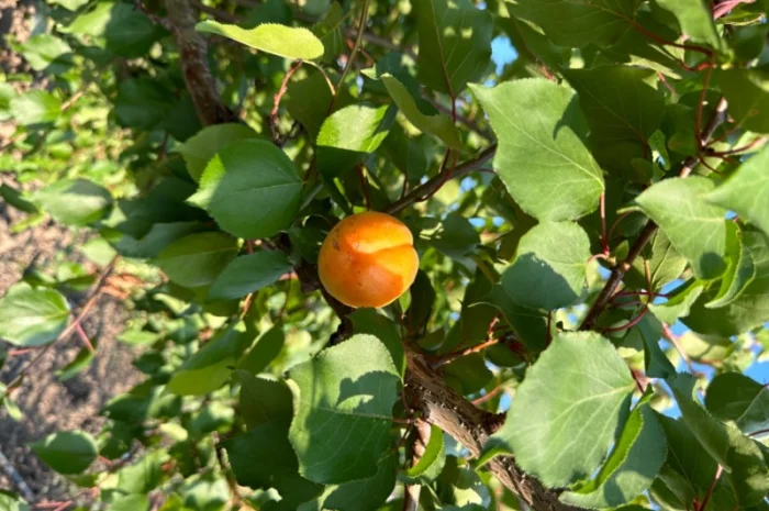 Продам саджанці плодових дерев та кущів, а також декоративних рослин- фото № 10