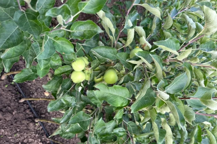 Продам саджанці плодових дерев та кущів, а також декоративних рослин- фото № 9