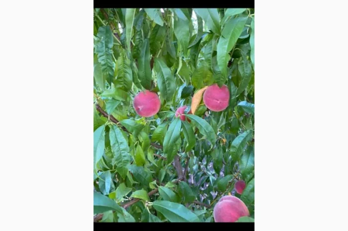 Продам саджанці плодових дерев та кущів, а також декоративних рослин- фото № 8