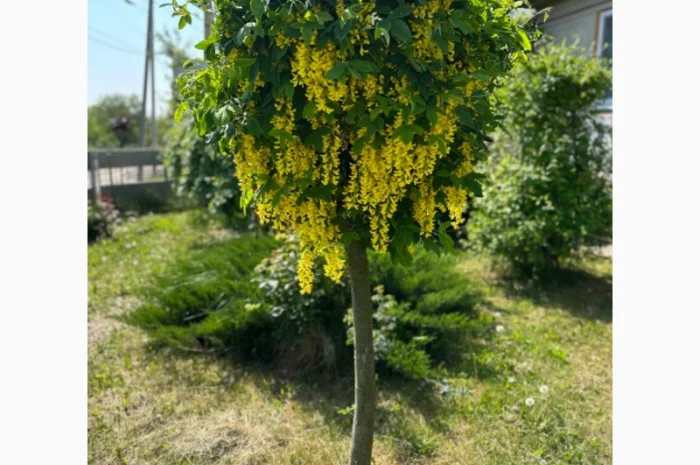 Продам саджанці плодових дерев та кущів, а також декоративних рослин- фото № 7