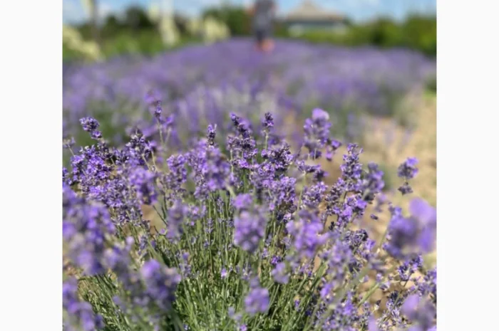 Продам саджанці плодових дерев та кущів, а також декоративних рослин- фото № 6