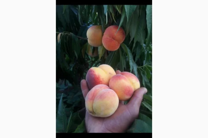 Продам саджанці плодових дерев та кущів, а також декоративних рослин- фото № 5