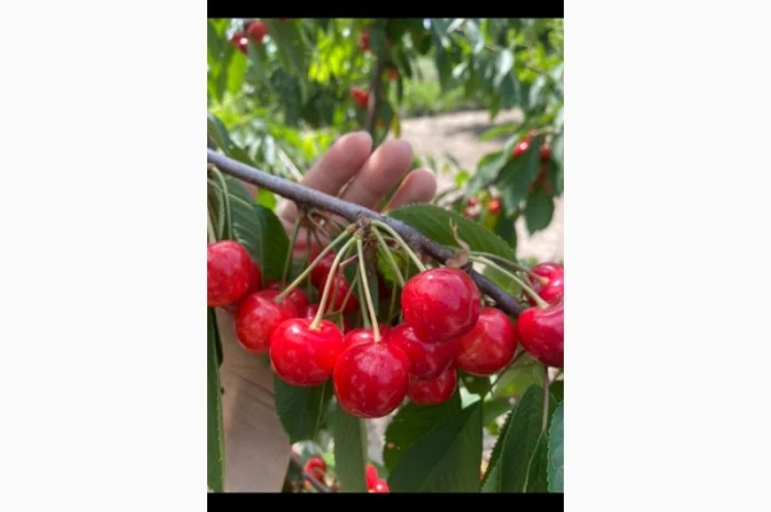 Продам саджанці плодових дерев та кущів, а також декоративних рослин- фото № 4